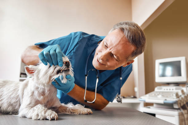 Best Broken or Chipped Tooth Repair in Hrison, AR